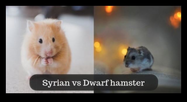 Hamster Türlerine Odaklanma: Roborovski, Suriye ve Cüce Hamsterlar Hakkında Bilgi Edinme