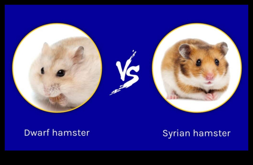 Hamster Türlerine Odaklanma: Roborovski, Suriye ve Cüce Hamsterlar Hakkında Bilgi Edinme