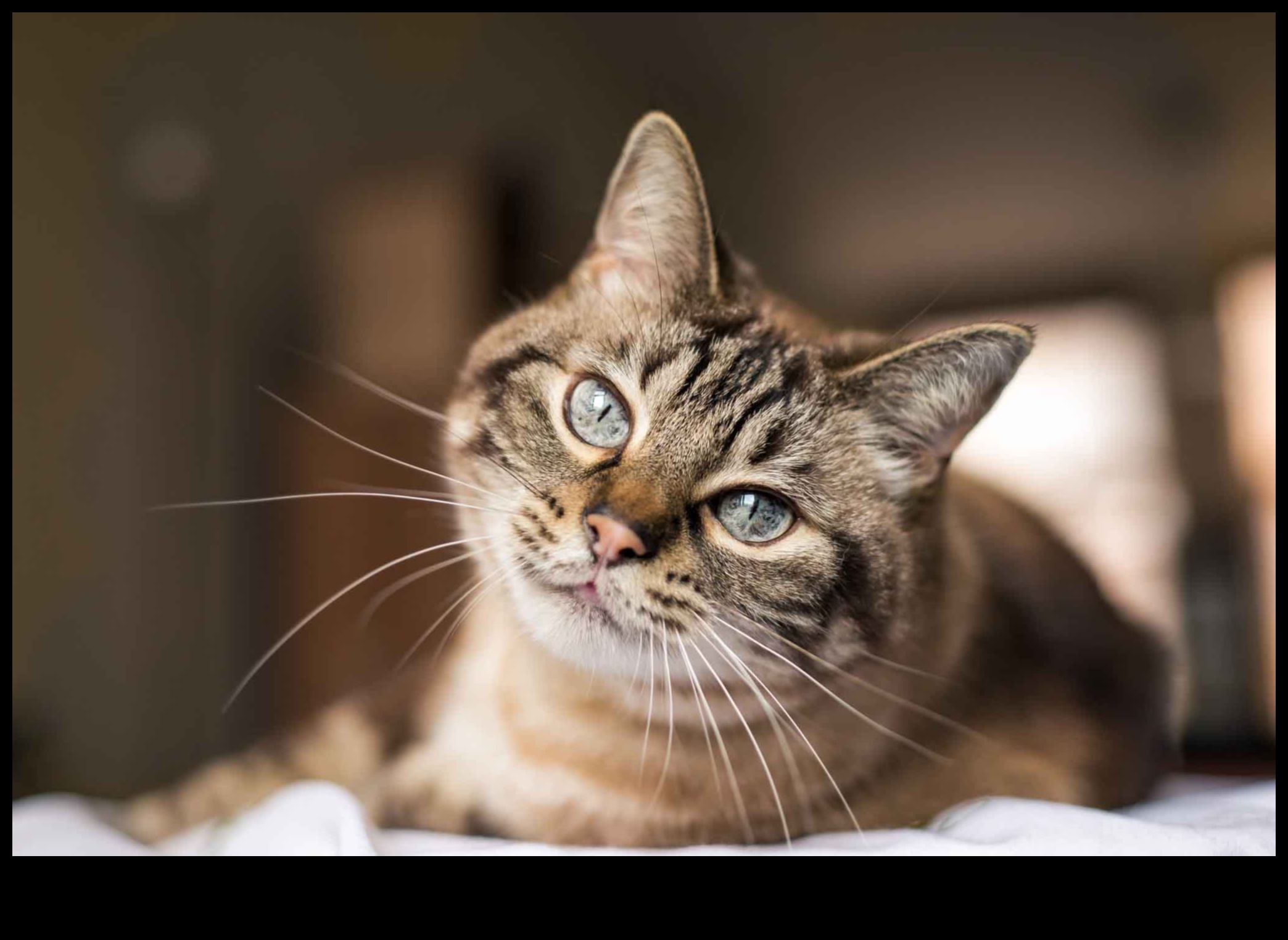 Bıyık İzleme: Kedi Bıyık Sinyallerini Gözlemleme ve Anlama