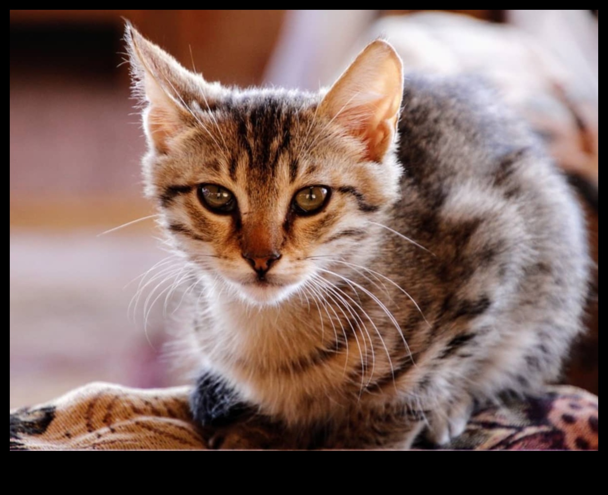 Bıyık İzleme: Kedi Bıyık Sinyallerini Gözlemleme ve Anlama