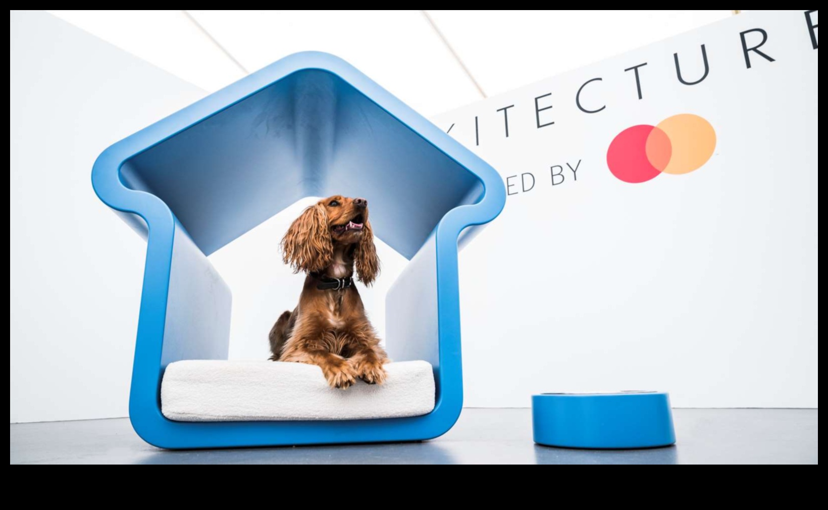 Barkitecture Planı: Mükemmel Köpek Dostu Alanı Tasarlamak