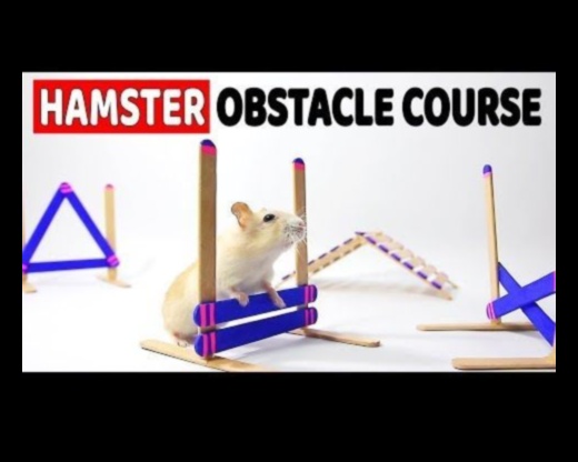 Hamster Sağlık Engelleri Devam Ediyor: Çeviklik Kurslarını Geliştirme