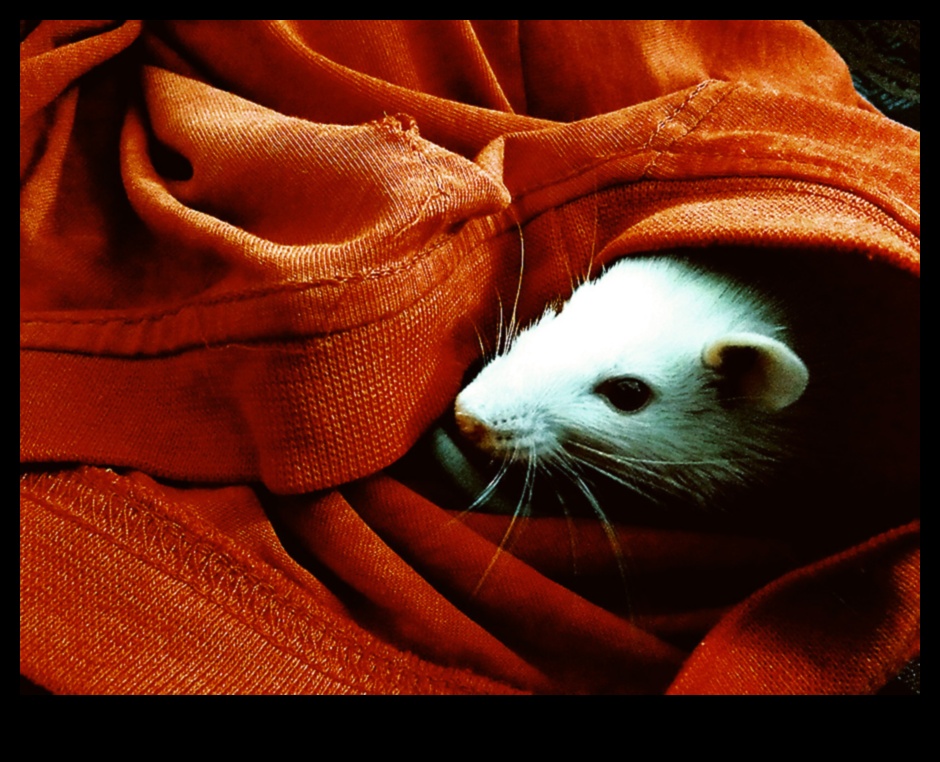 Hamster Saklambaç Oyunu Devam Ediyor: Akıllıca Saklanma Noktaları Oluşturma