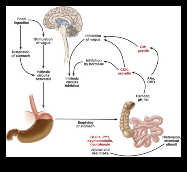 Proteinin Hormonlar ve İştah Düzenlemesi Üzerindeki Etkisi