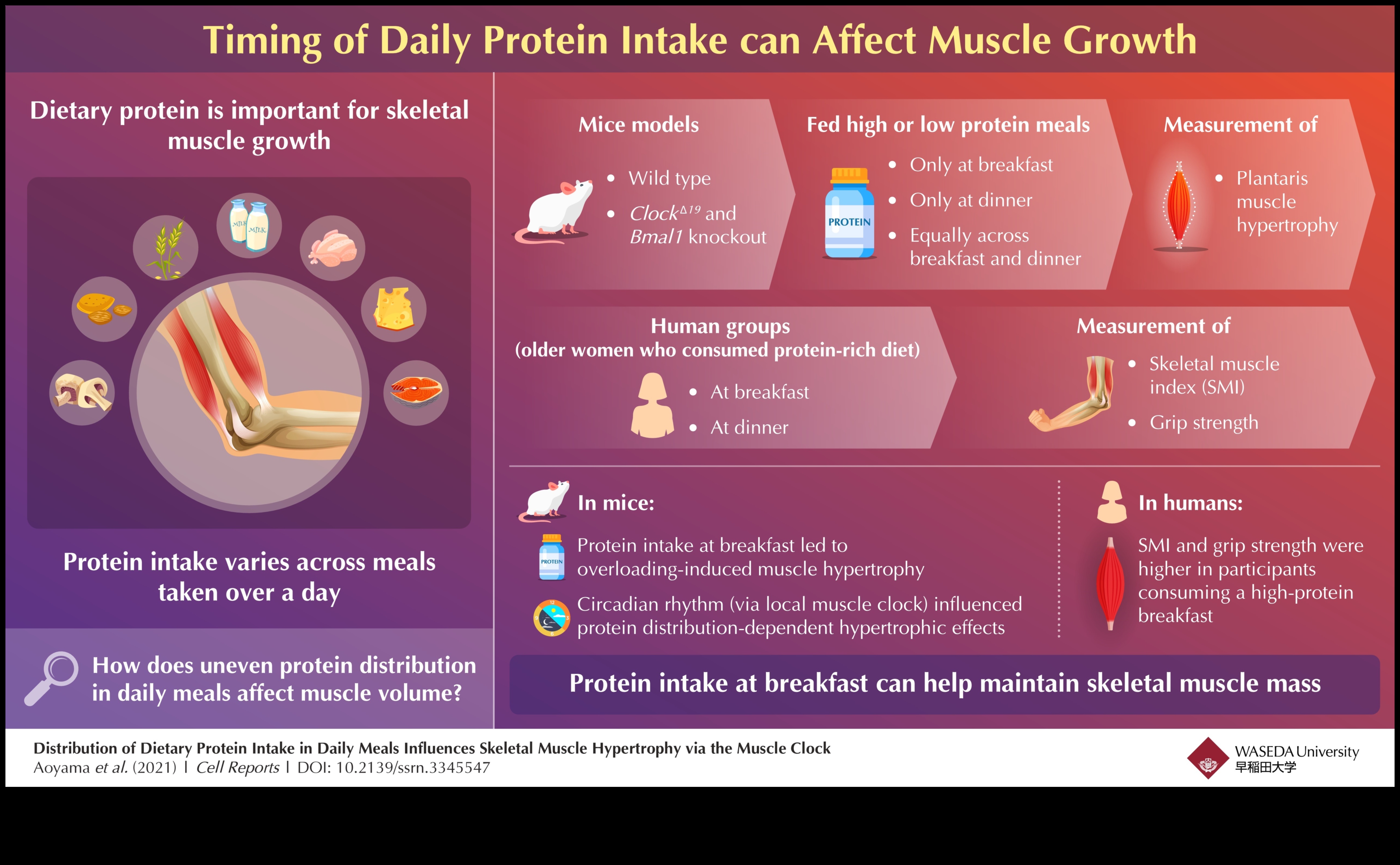 Yüksek Proteinli Diyette Protein Zamanlamasının Rolü