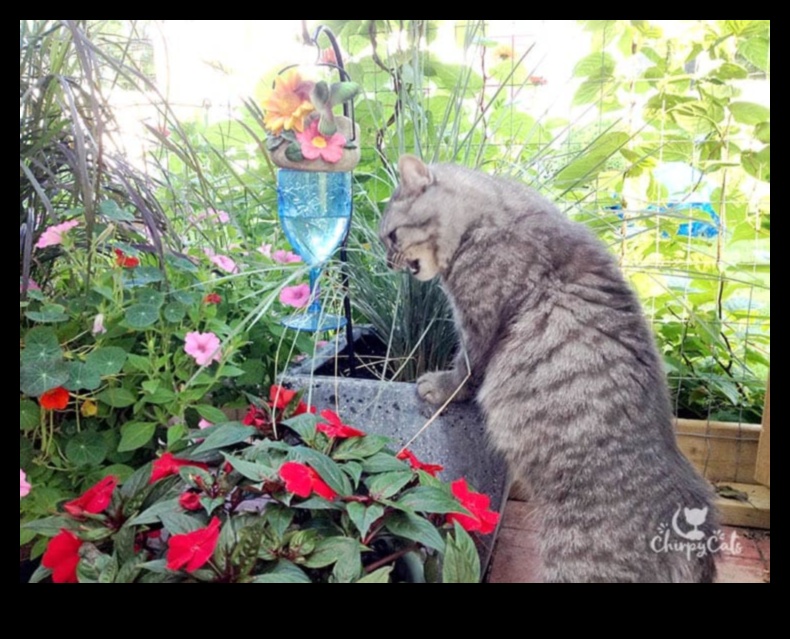 Kendin Yap Kedi Bahçeleri: Güvenli ve Zenginleştirici Açık Hava Alanları Yaratmak