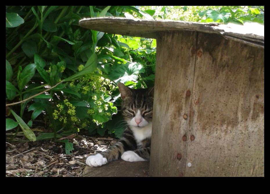 Kendin Yap Kedi Bahçeleri: Güvenli ve Zenginleştirici Açık Hava Alanları Yaratmak