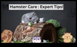 Hamster Haven Tüylü Arkadaşınız İçin Mükemmel Bir Yuva Yaratıyor