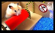 Hamster Sağlık Engelleri Devam Ediyor Tüylü Arkadaşınız İçin Çeviklik Kurslarını Nasıl Geliştirebilirsiniz